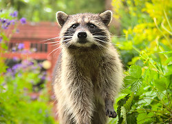 A Raccoon in the Back Garden II - Vancouver Raccoon photo