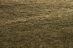 Rain, Water - Salish Sea Rain photo