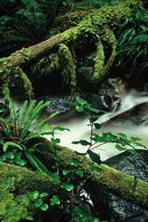  Cortes Island Rainforest photo
