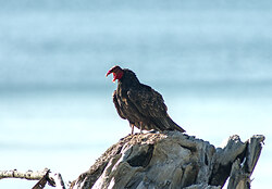 Turkey Vulture with Beak Open and Tounge Out - Cortes Island Raptor photo