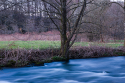 An alder by the Auberonne - Aillevillers River photo
