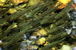 Pink Salmon - Bond Sound Salmon photo