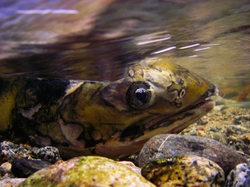 Chum Salmon - Cortes Island Salmon photo
