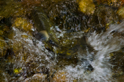 Chum Power - Cortes Island Salmon photo