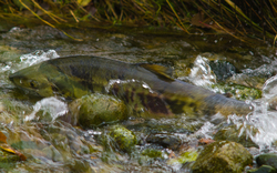 Chum Salmon - Cortes Island Salmon photo