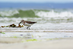 Western Sandpiper - Cortes Island Sandpiper photo
