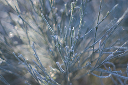 Scotch Broom in Winter - Cortes Island Scotch Broom photo