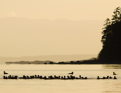Surf Scoters - Cortes Island Scoter photo