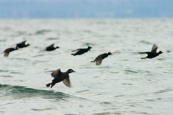 Surf Scoters Landing - Salish Sea Scoter photo