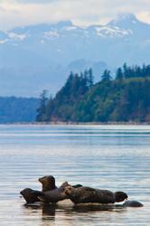 Harbour Seals - Cortes Island Seal photo