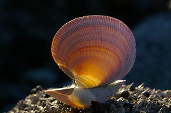 Clam Shell - Cortes Island Seashell photo