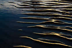 Shore line - Cortes Island Seashore  photo
