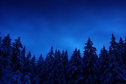 Winter Forest - Cortes Island Snow photo