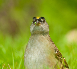On Alert - Cortes Island Sparrow photo