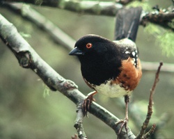 Spotted Towhee Portrait - Cortes Island Sparrow photo