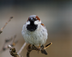 House Sparrow - Paris Sparrow photo