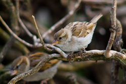 House Sparrow -  Sparrow photo