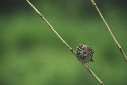 Inspector Song Sparrow - Cortes Island Sparrow photo
