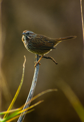 Song Sparrow - Cortes Island Sparrow photo