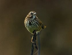 Song Sparrow - Cortes Island Sparrow photo