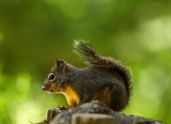 A Squirrel on a Stump - Powel River Squirrel photo