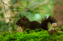 Douglas Squirrel - Cortes Island Squirrel photo