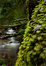 Leaves on Tree - Cortes Island Stream photo