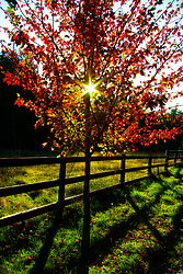 The Sun and the Maple - Cortes Island Sunrise photo