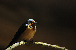 Barn Swallow -  Swallow photo