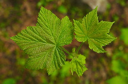 Spring Thimble Berry Leaves -  Thimble Berry photo