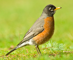 Male American Robin - Cortes Island Thrush photo