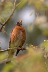 Robin in a Pear Tree - Cortes Island Thrush photo