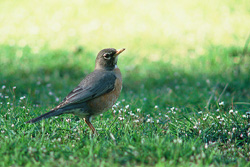 American Robin - Cortes Island Thrush photo