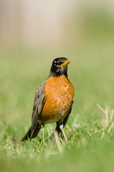 American Robin - Cortes Island Thrush photo