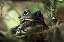 Western Toad - Bond Sound Toad photo