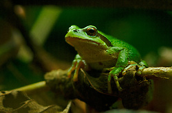 Pacific Tree Frog Portrait II -  Tree Frog photo