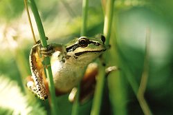Pacific Tree Frog - Cortes Island Tree Frog photo