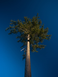 Tall Fir - Cortes Island Tree photo