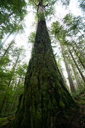  Cortes Island Tree photo