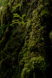  Cortes Island Tree photo