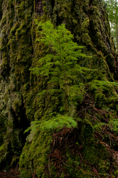 Hemlock/Fir - Cortes Island Tree photo