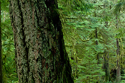  Cortes Island Tree photo
