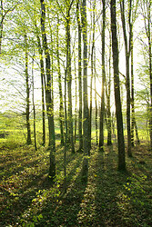 Barcode No.2 - Aillevillers Tree photo