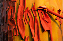 Arbutus Bark - Cortes Island Tree photo