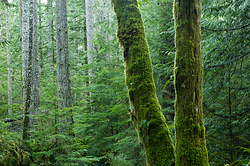 Two Alders No. 2 - Cortes Island Tree photo