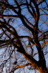 Branches + Sky - Cortes Island Tree photo