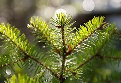 Still-life of a Douglas Fir Banch -  Tree photo