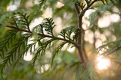 Sun on Ceder 2 - Cortes Island Tree photo