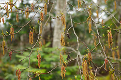 Early Spring Alder Catkins I - Cortes Island Tree photo