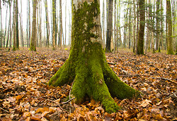 Forest Floor III - Aillevillers Tree photo